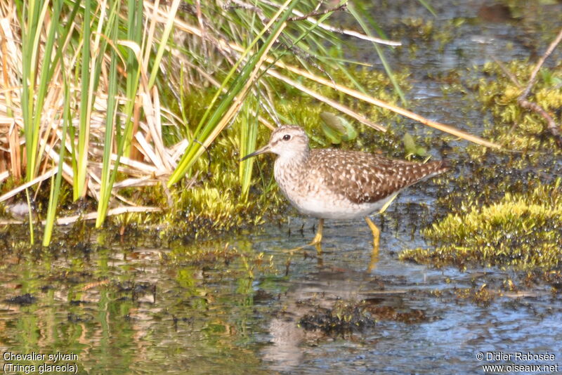 Wood Sandpiper