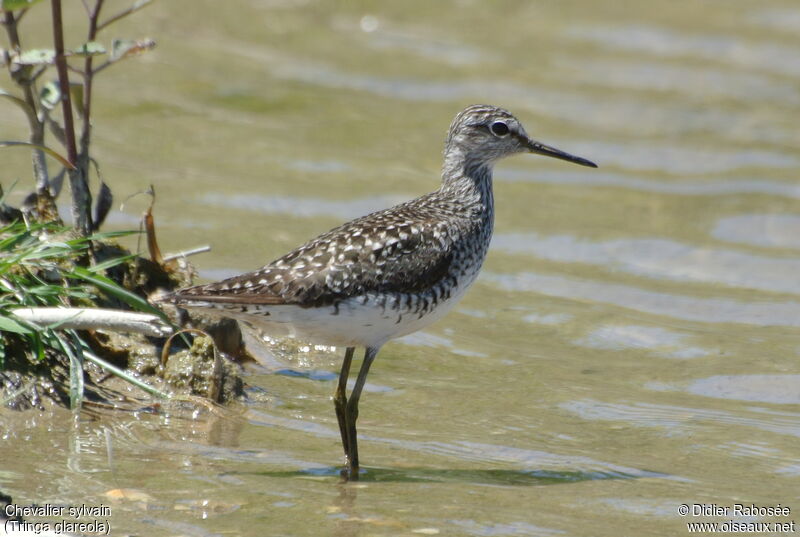 Wood Sandpiper