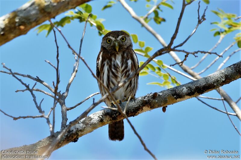 Ferruginous Pygmy Owladult