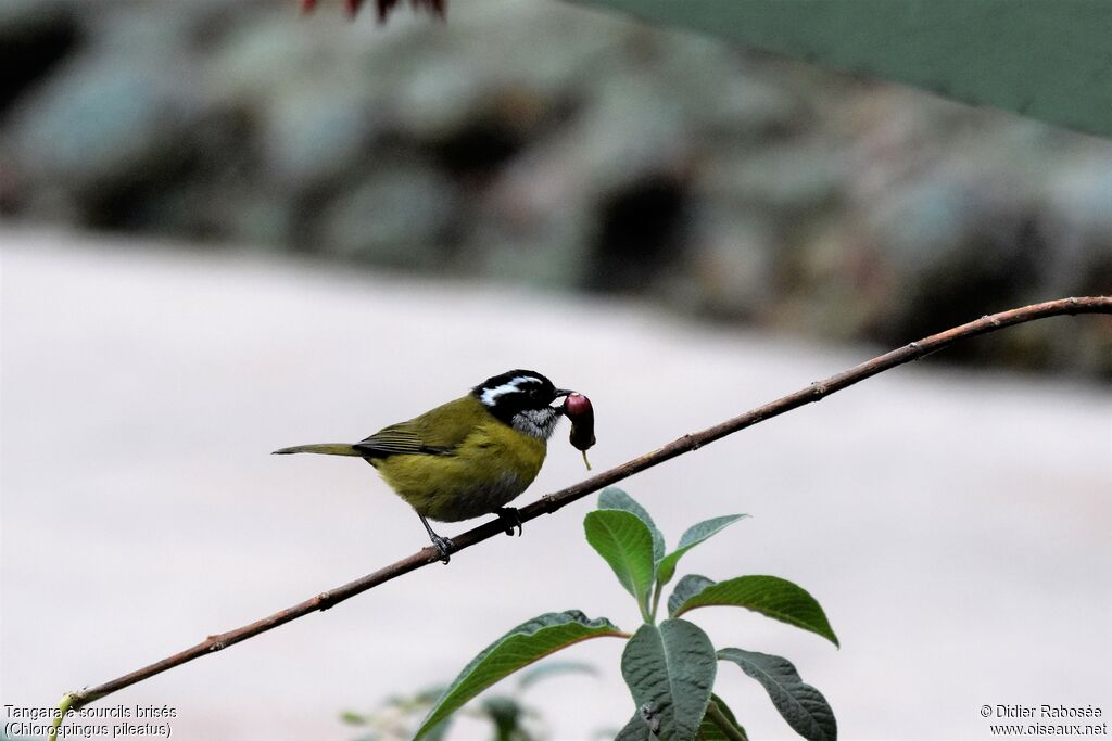 Sooty-capped Chlorospingus