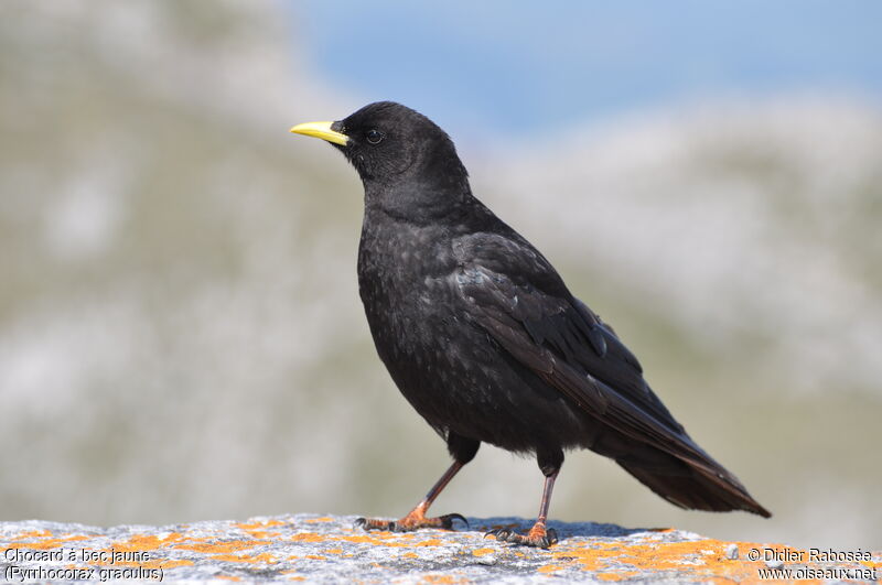 Alpine Chough