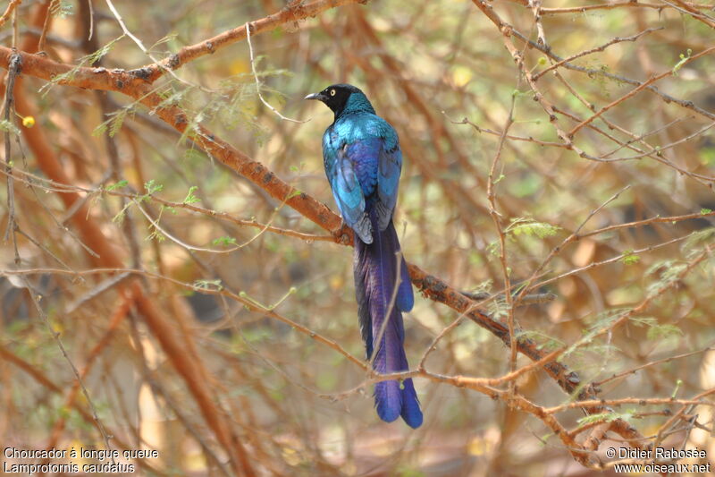 Long-tailed Glossy Starling