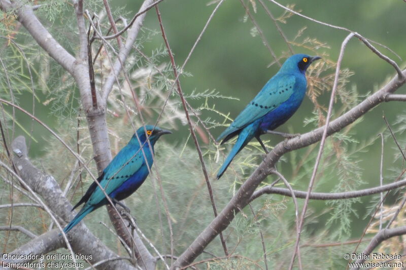 Greater Blue-eared Starling