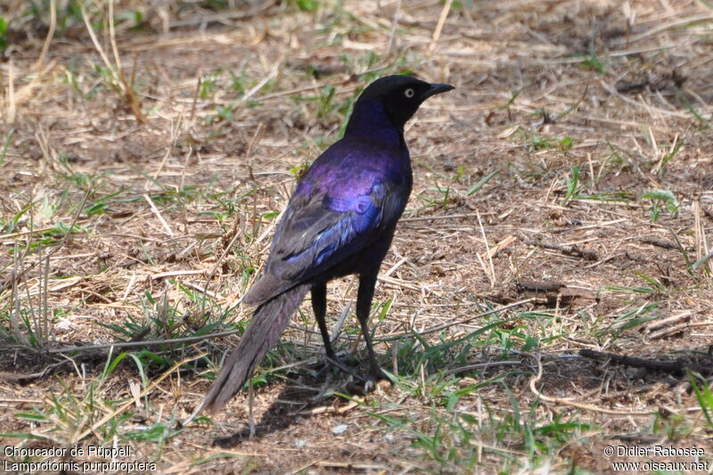 Rüppell's Starling