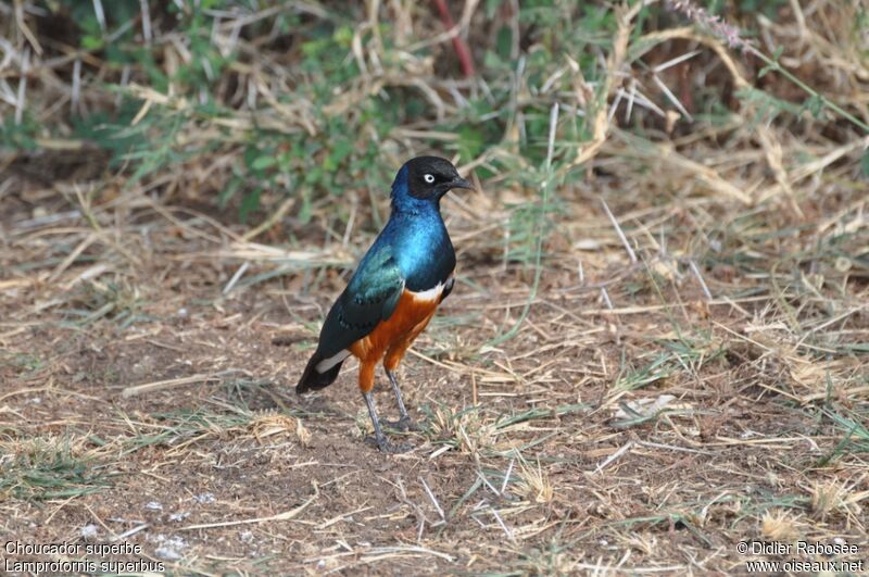 Superb Starling