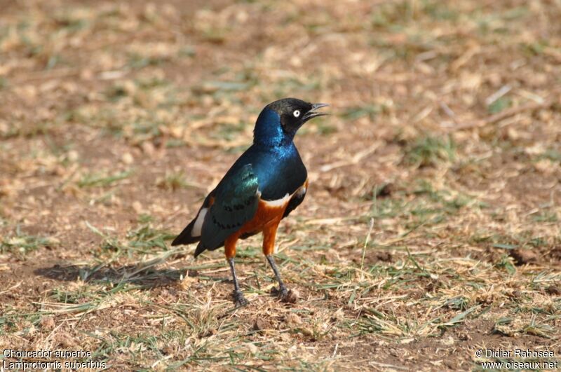 Superb Starling