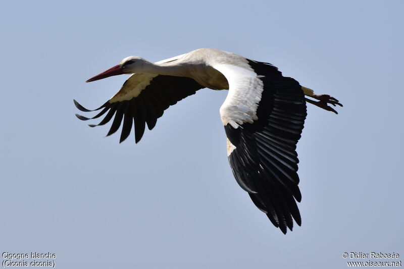 Cigogne blancheadulte, Vol