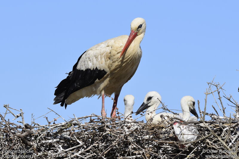 White Stork