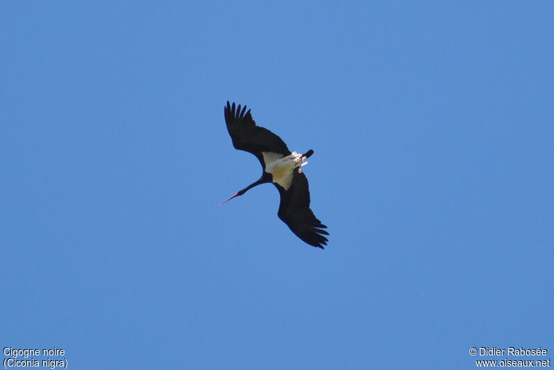 Black Stork