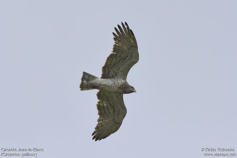 Short-toed Snake Eaglesubadult, aspect