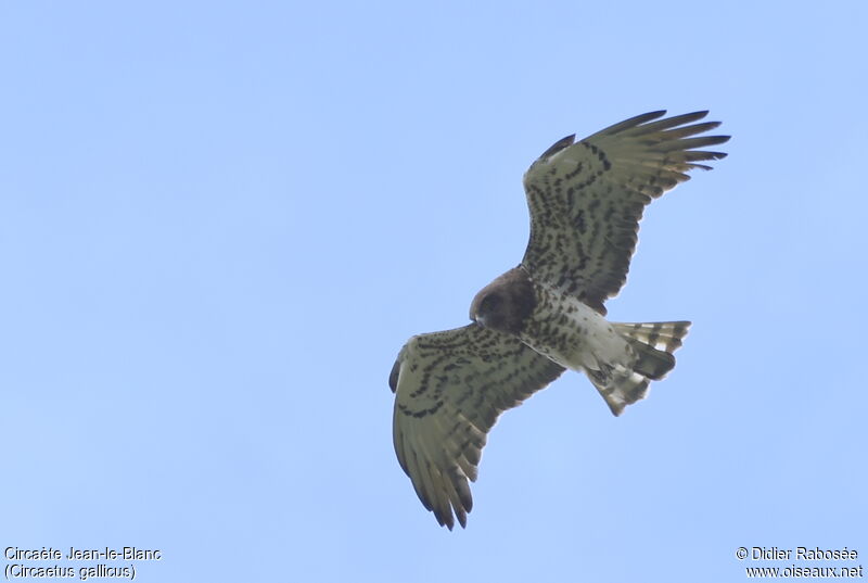 Short-toed Snake Eagleadult, Flight