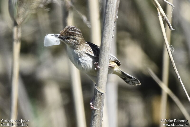 Zitting Cisticola, identification, Reproduction-nesting