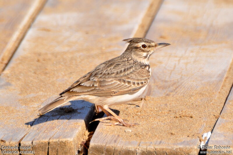 Cochevis huppé