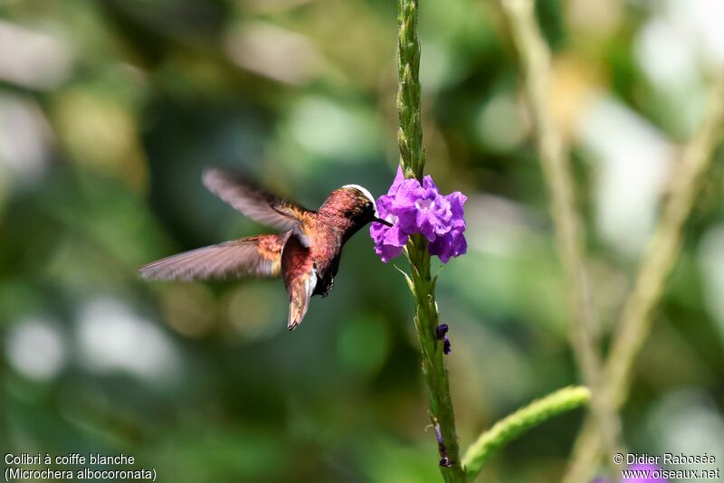 Colibri à coiffe blancheadulte, boit