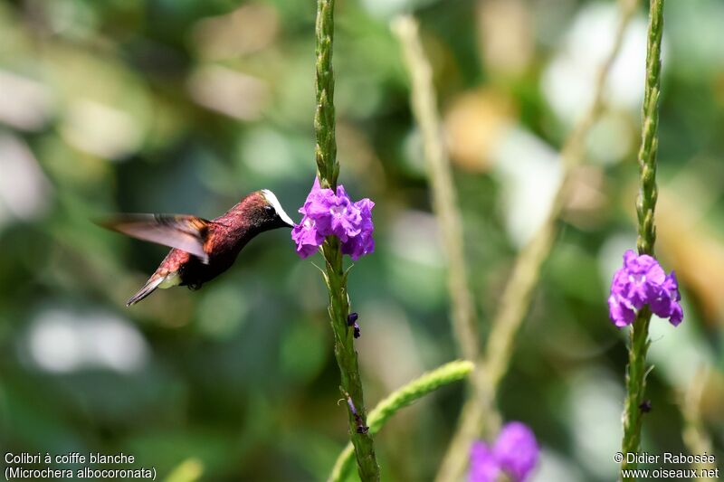 Colibri à coiffe blancheadulte, boit