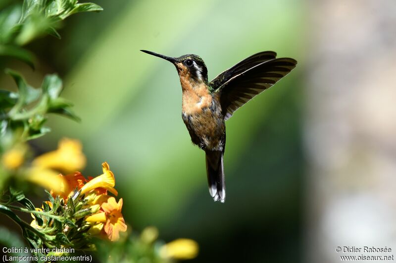 Colibri à ventre châtain femelle, Vol