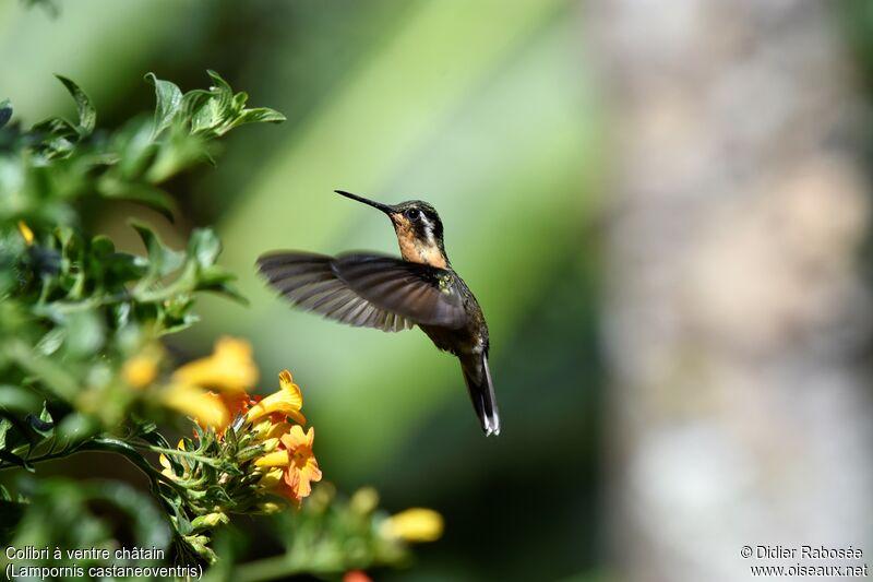 White-throated Mountaingem female, Flight