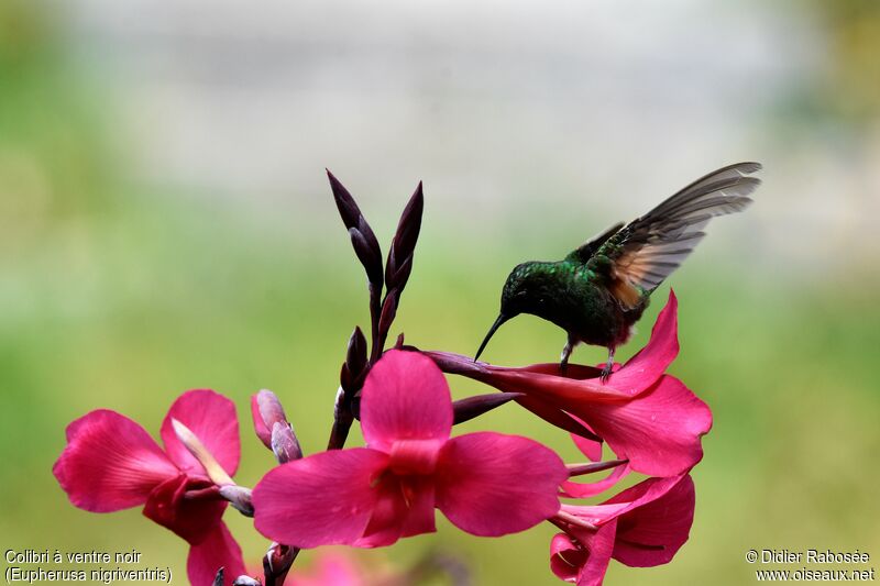 Black-bellied Hummingbird male