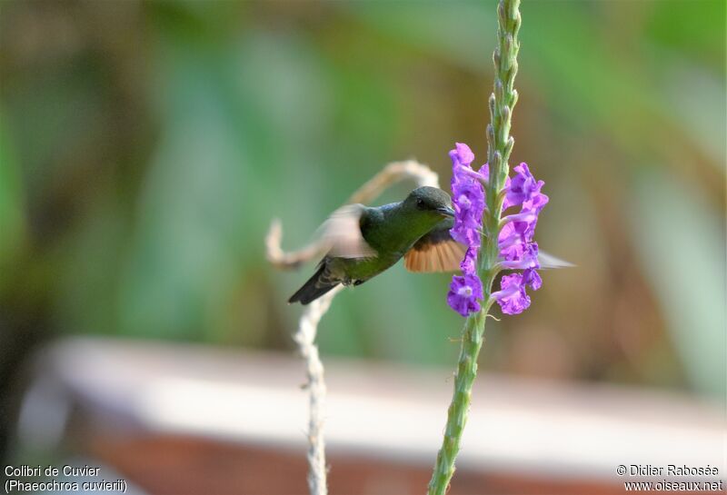 Colibri de Cuvier