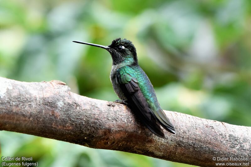 Rivoli's Hummingbird male