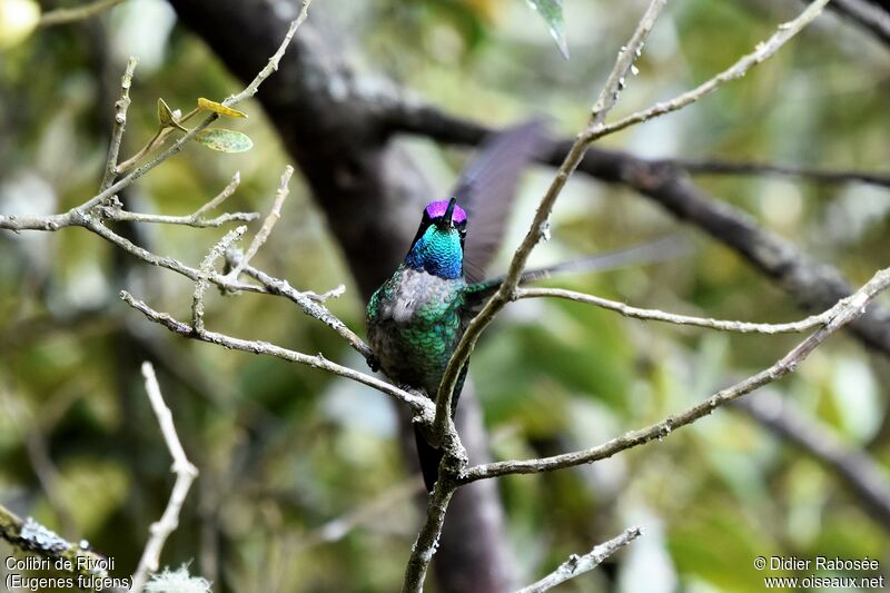 Colibri de Rivoli mâle