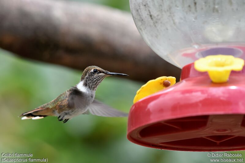 Colibri flammule