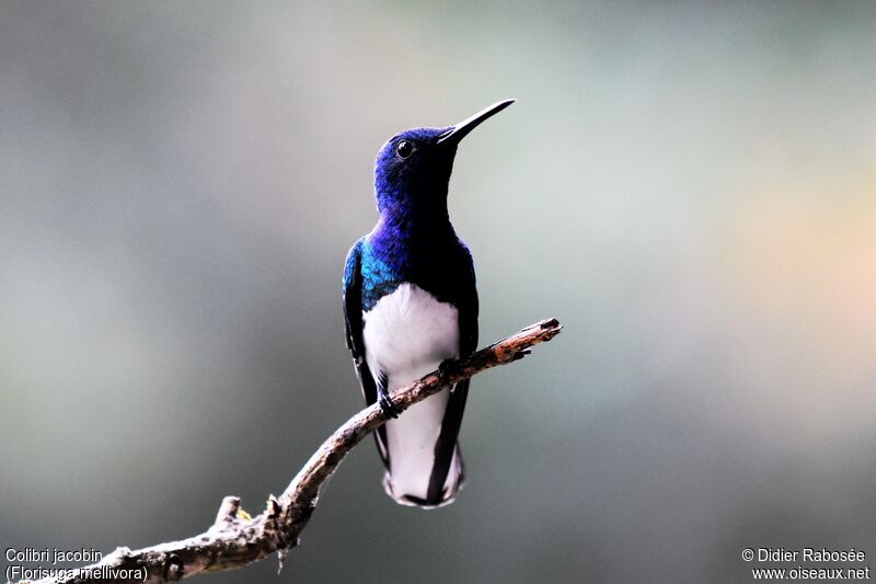 White-necked Jacobin male