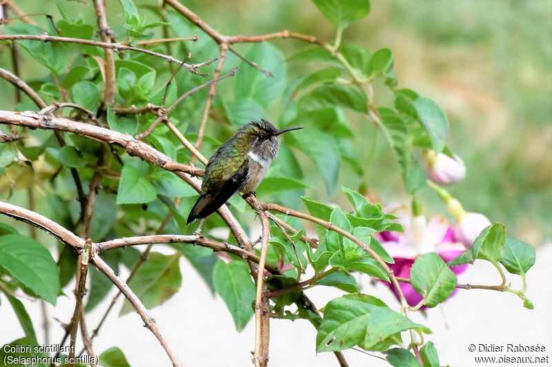 Scintillant Hummingbird female