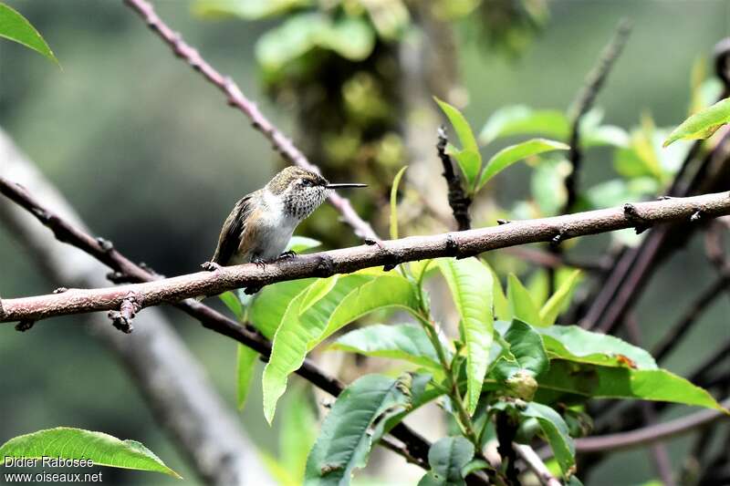 Colibri scintillant femelle adulte, habitat, pigmentation