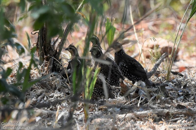 Crested Bobwhite