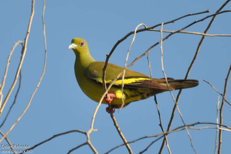 Colombar à double collier femelle, identification