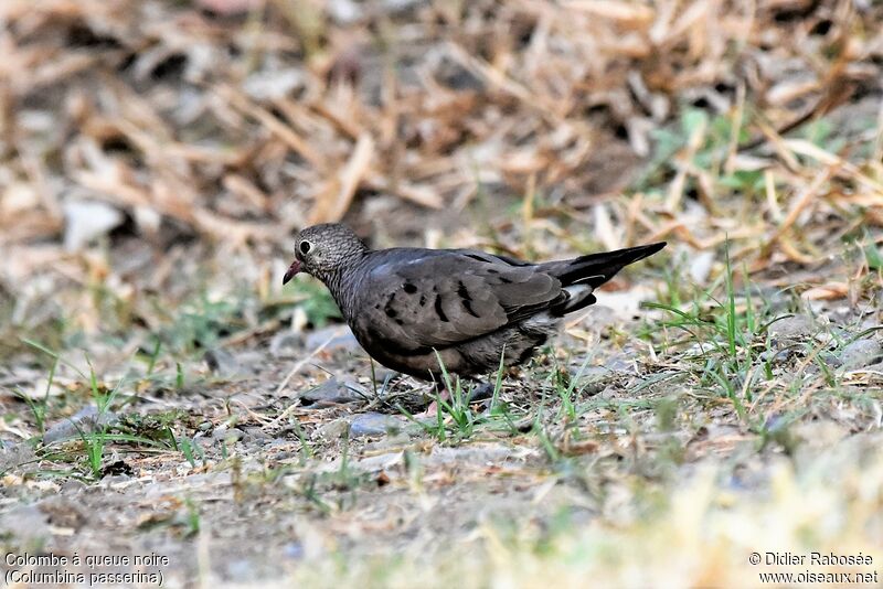 Common Ground Dove