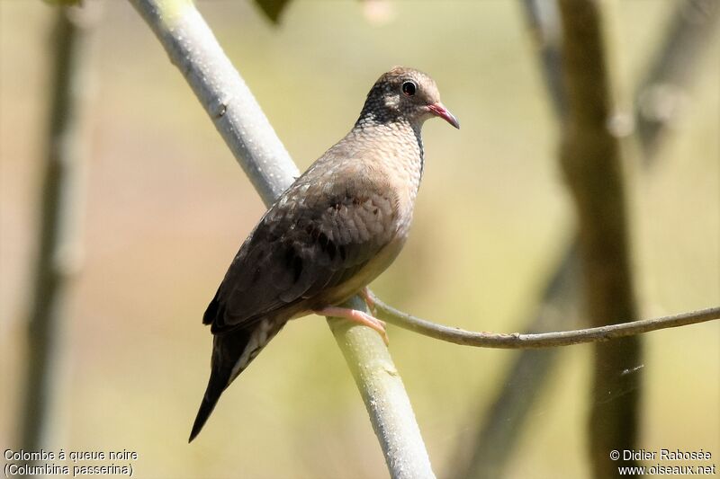 Common Ground Dove