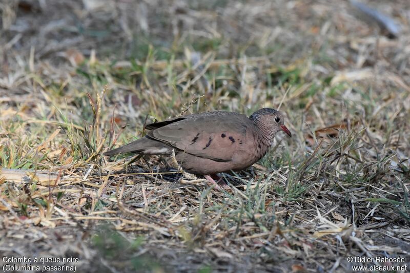 Common Ground Dove