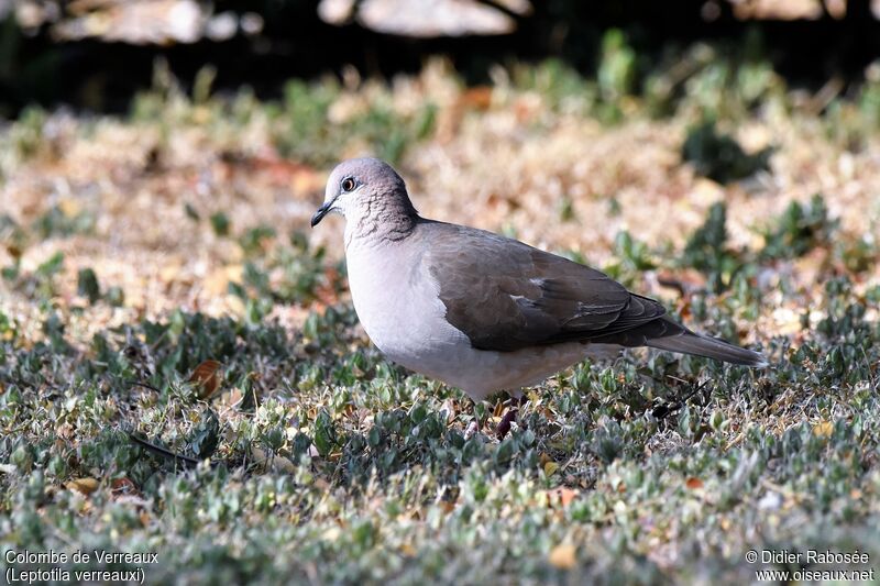 White-tipped Doveadult