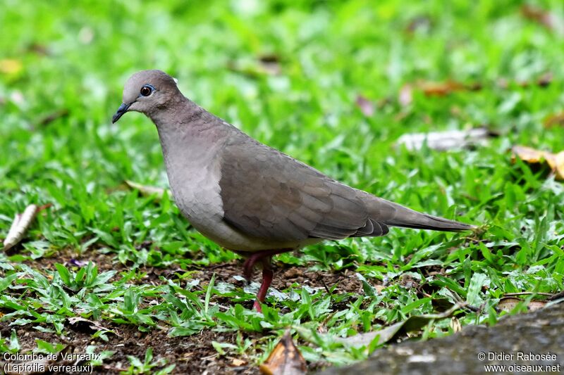 White-tipped Dove