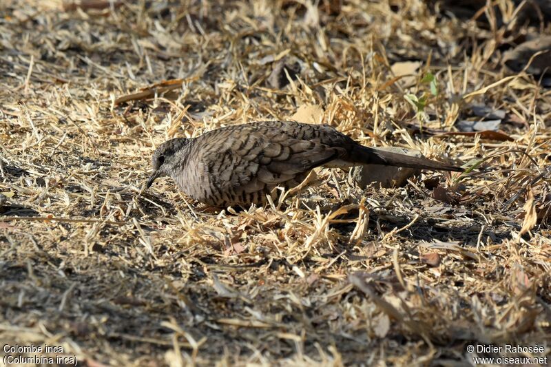 Colombe incaadulte