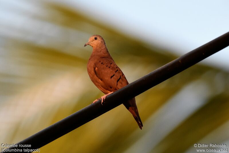 Ruddy Ground Doveadult