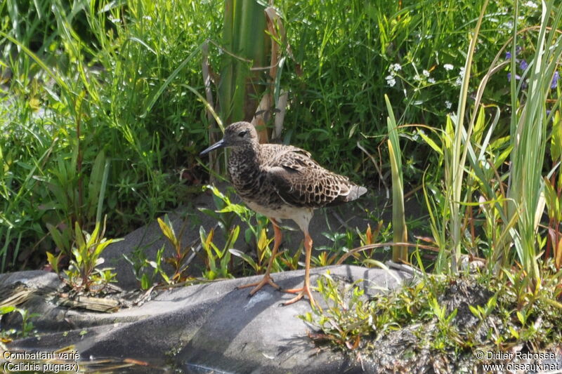 Ruff female adult