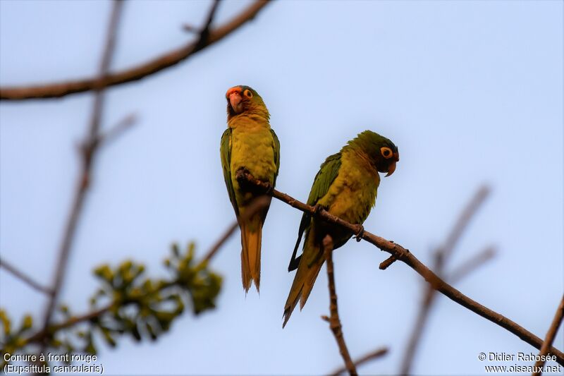 Conure à front rougeadulte