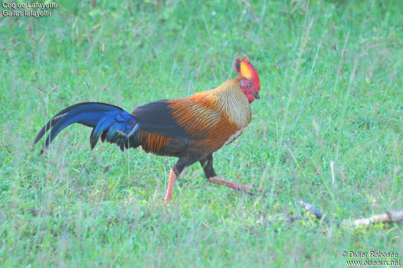 Coq de Lafayette mâle