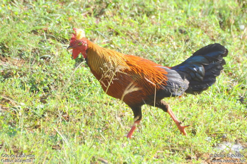 Sri Lanka Junglefowl male