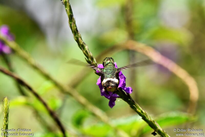 Coquette d'Hélène femelle, identification