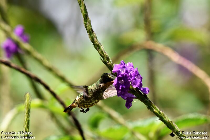 Black-crested Coquette female, drinks