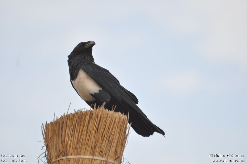 Corbeau pie