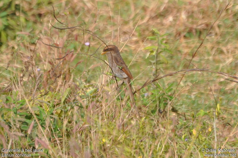 Yellow-billed Shrike