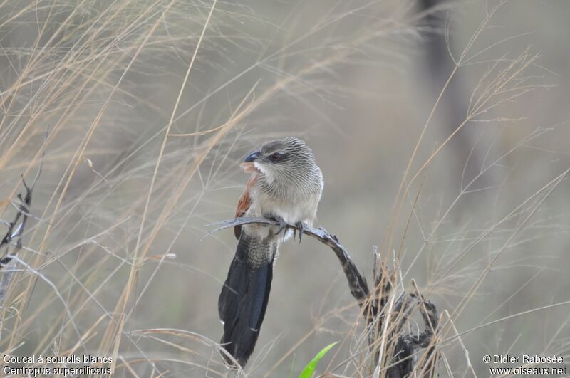 White-browed Coucal