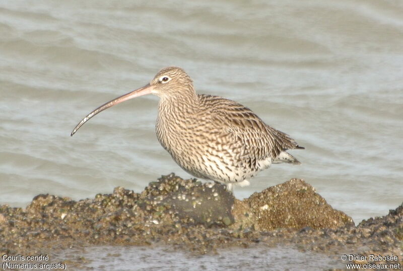 Eurasian Curlew