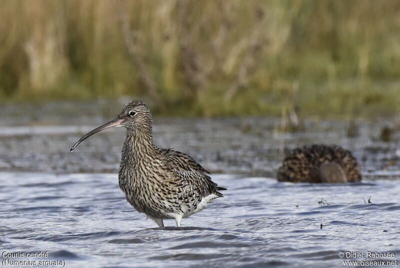 Eurasian Curlew