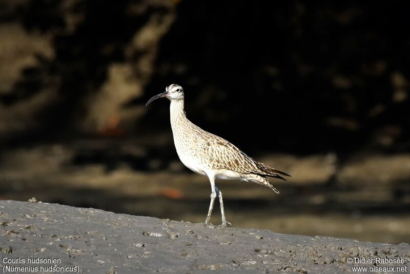 Hudsonian Whimbrel